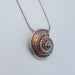 Spiral Shell